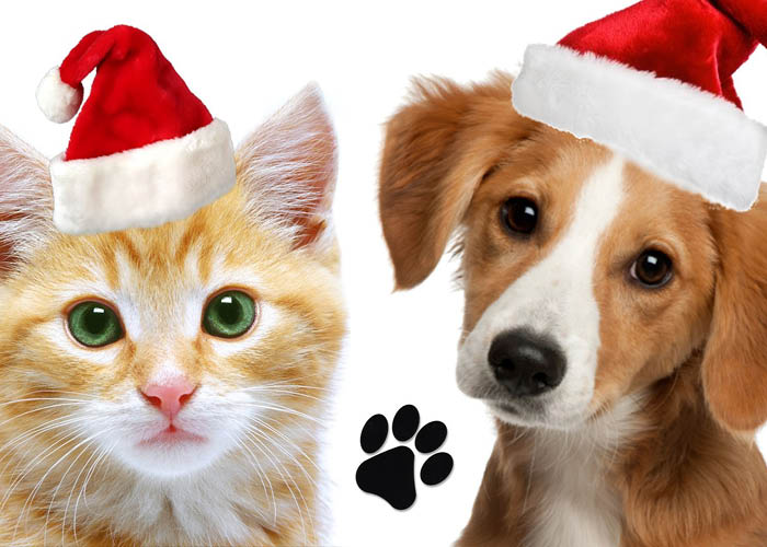 cat and dog in santa hats