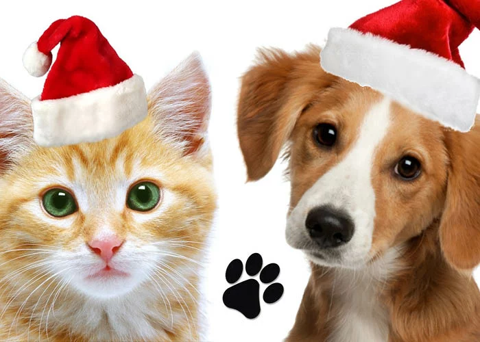 cat and dog in santa hats